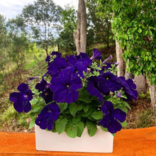 Petunia Flower ��������� Petunia spp. ��������� for planting in blue garden