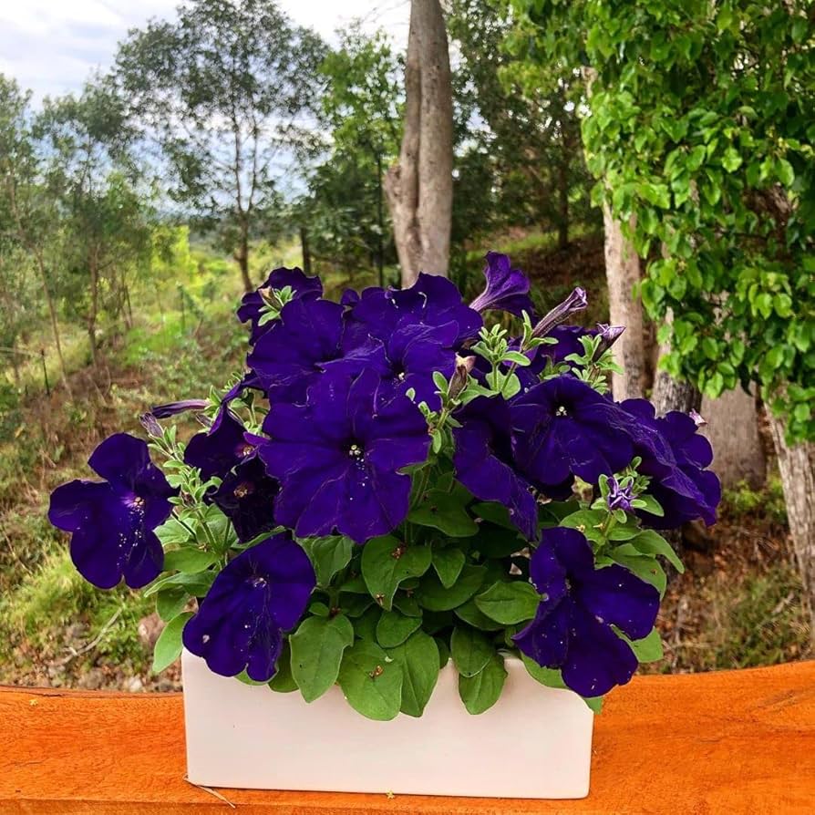 Petunia Flower ��������� Petunia spp. ��������� for planting in blue garden