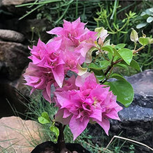 Bougainvillea Spectabilis Plant Seeds known for bright, Climbing Flowers