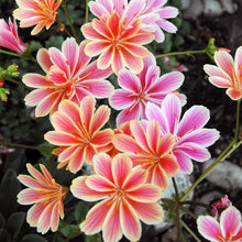 Strain Seeds (Cineraria spp.) for growers filling out the Flower Bed & Urban Garden