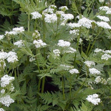 Myrrhis Odorata Seeds (Myrrhis odorata) for a lasting display in the herbal gardens and fragrant landscapes