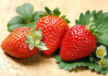 Giant Strawberry Seeds (Fragaria pantassa) for growers planting the fruit garden home pots