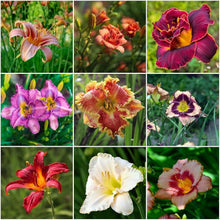 Daylily Hemerocallis Desperado Seeds for a lasting display in the Backyard Perennial Borders
