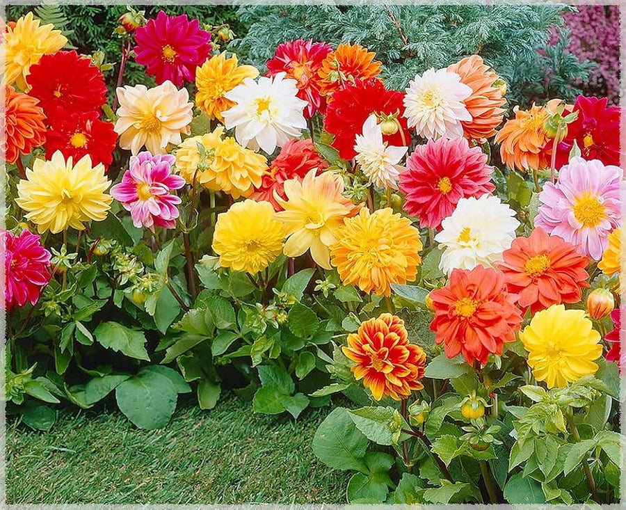 Dahlia Unwins Mix flower seeds for garden color