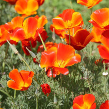 Mikado Poppy Red Poppy Seeds for reliable seasonal color
