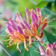 Lonicera Japonica Seeds (Lonicera japonica) for growers filling out the fences and garden trellises