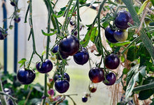 Hungarian Historical Tomato Set: Indigo Tomato Indigo Rose Cherry Drops Kumquat Seeds for home growers seeking a reliable harvest