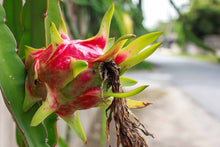 Pitaya Dragon Seeds (Hylocereus spp.) for growers planting the Vegetable Patch