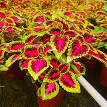 Rare Color Coleus Seeds for growers filling out the home garden flower bed