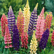 Russell Lupine Seeds for seasonal color across the Flower Bed & Garden