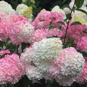 Hydrangea Hydrangea spp. for planting in flower bed