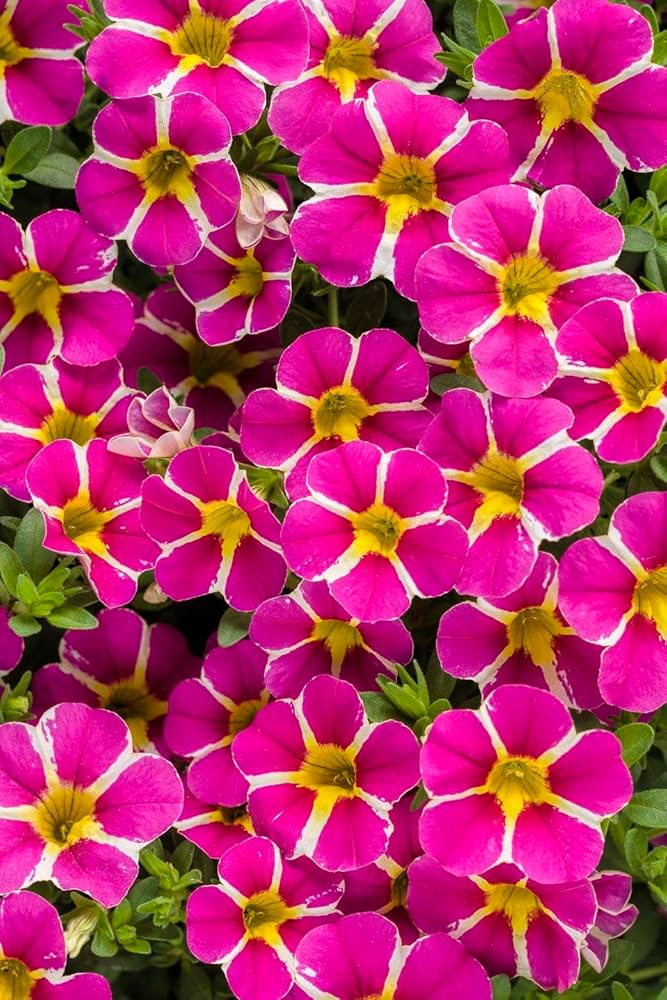 Petunia Petunia Hybrida Yellow Flower Seeds for Planting – Bright Blooms for Borders, Hanging Baskets, and Pots