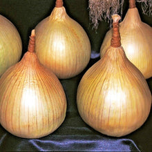 Ailsa Craig Onion Seeds (Allium cepa) for productive rows in the Vegetable Patch
