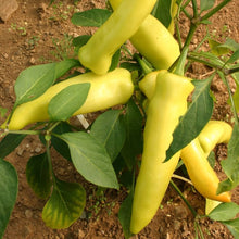 Heirloom Sweet Banana Peppers Seeds known for large High Yields