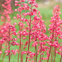 Heuchera Seeds for a lasting display in the Flower Bed