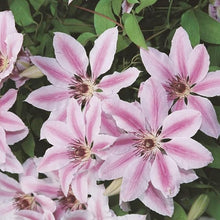 Clematis Nelly Moser Seeds (Clematis spp.) for colorful blooms in the Flower Bed & Garden