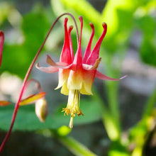 Columbine Seeds (Aquilegia vulgaris) for a lasting display in the flower beds and cottage garden
