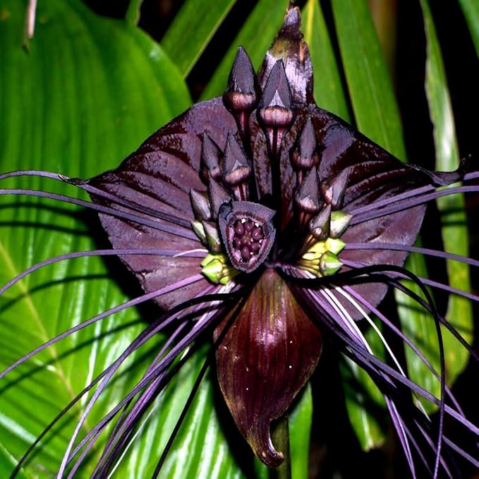 Black Orchid Perennial Flower - for planting in home garden