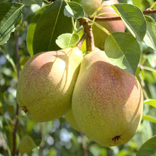 Bartlett Pear Tree Seeds (Communis orchard) for sweet homegrown fruit in the Pyrus edible landscape