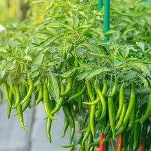 Jintai 'Jin Jiao .' Red Pod Pepper Chili Seeds for growers stocking a kitchen garden