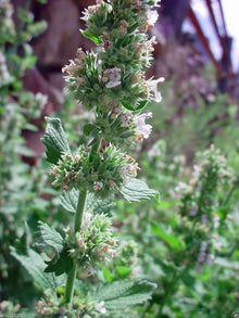 Catnip Seeds (Nepeta cataria) for growers filling out the Herb Patio Pot