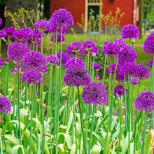 Allium Obliquum Fresh Seeds (Allium obliquum) for colorful blooms in the Garden