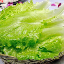 Cimarron Lettuce Seeds (Lactuca sativa) for growers stocking the Garden Rows or Raised Beds