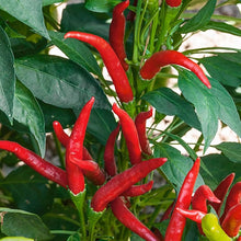 Hawaiian Chili Pepper Seeds (Capsicum frutescens) for home growers seeking a reliable harvest