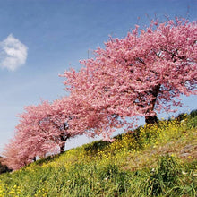 Japanese Sakura Seeds (Prunus serrulata) for a bright addition to the Home Garden & Flower Bed