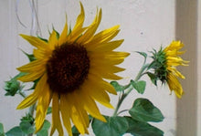 Sunflower ‘ Seeds (Helianthus annuus) for growers establishing the pots and bonsai