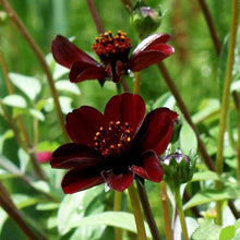 Chocolate Rose Seeds for a colorful addition to any planting
