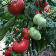 Plant Seeds (Brandywine tomato) for productive rows in the kitchen garden or containers