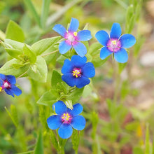 BLUE PIMPERNEL Seeds grown for stunning Blue Flowers