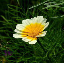 Chrysanthemum Seeds (Chrysanthemum morifolium) for a lasting display in the Flower Bed & Garden