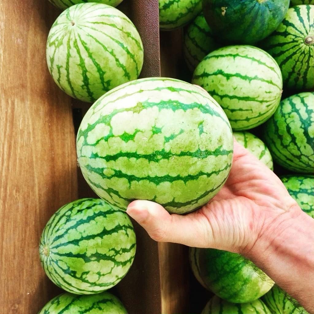 Watermelon fruit seeds