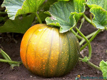 Pumpkin Seeds for productive rows in the Cucurbita patch seasonal garden