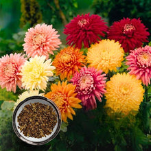 Chrysanthemum Chrysanthemum Morifolium flower Seeds for growers filling out the indoor pots and balcony garden spaces