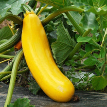 Squash Cucurbita Pepo Red Kuri Winter Seeds for growers stocking the Fall Kitchen Gardens