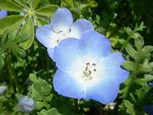 Blue Eyes Bambino Seeds (Nemophila menziesii) for seasonal color across the Flower Border Garden
