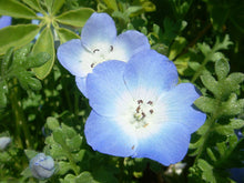 Baby Blue Eyes Seeds for growers filling out the flower bed home garden