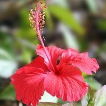 Fiji Hibiscus Seeds (Hibiscus rosa-sinensis) for colorful blooms in the Garden