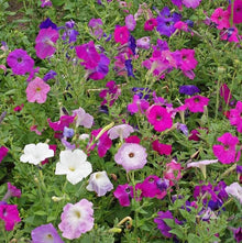 Petunia Petunia Hybrida Garden Seeds for a bright addition to the Hanging Container Gardening