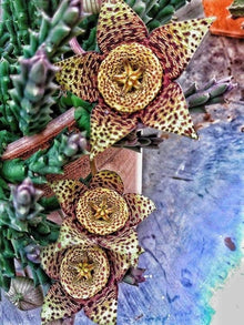 Leopard Skin Seeds (Stapelia pulchella) for seasonal color across the Rare Plant Indoor Garden