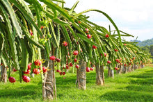 Pitaya Dragon Fruit Hylocereus spp. for planting in vegetable patch