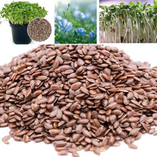Flaxseed Seeds for colorful blooms in the Balcony Flower Bed
