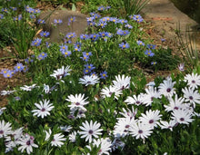 Garden Daisy Bellis Perennis Seeds for colorful blooms in the Home Indoor Pots