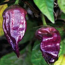 Bhut Ghost Pepper Seeds valued by growers for extreme Hot Peppers
