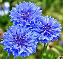 Bachelor Button Centaurea Cyanus Pink Seeds valued for home Seasonal Blooms