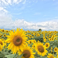Sunflower Seeds (Helianthus annuus) for a lasting display in the home garden or open landscapes