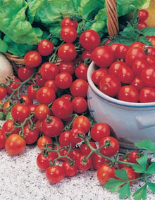 Heirloom Small Red Cherry Tomato Seeds valued by growers for sweet, Clusters of Tomatoes
